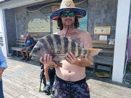 Fisherman with sheepshead fish